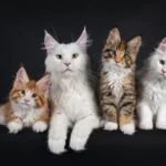 دراسة تثير جدلا.. تربية القطط تزيد احتمالات الاضطرابات النفسية