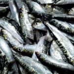 تقرير اقتصادي: المغرب في طليعة المنظومة العالمية لمعالجة وتصدير السردين